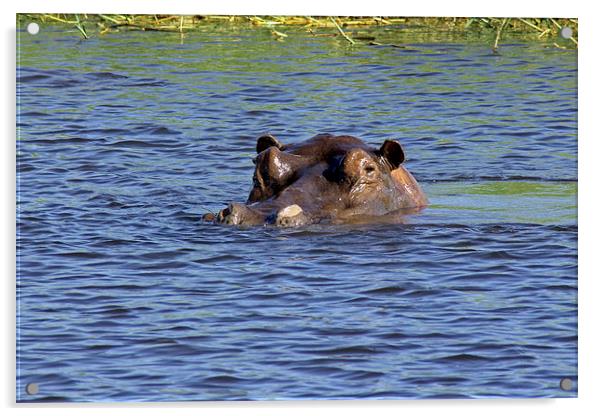 Hippo Swimming  Acrylic by Tony Murtagh