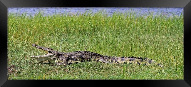 Nile Crocodile   Framed Print by Tony Murtagh