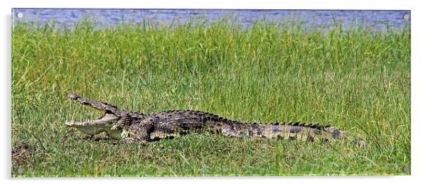 Nile Crocodile   Acrylic by Tony Murtagh