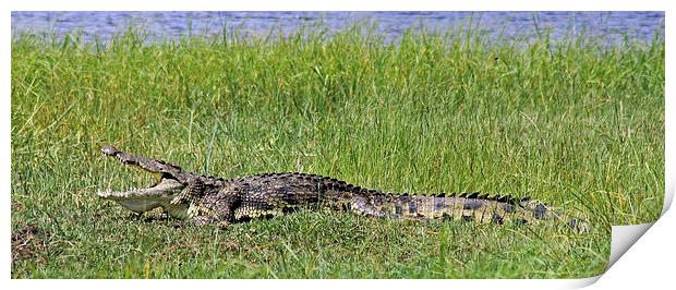 Nile Crocodile   Print by Tony Murtagh