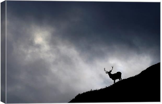   Stag silhouette Canvas Print by Macrae Images