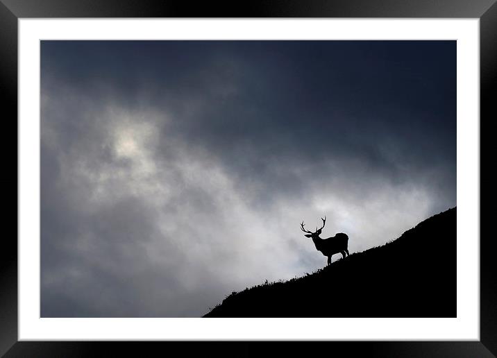   Stag silhouette Framed Mounted Print by Macrae Images