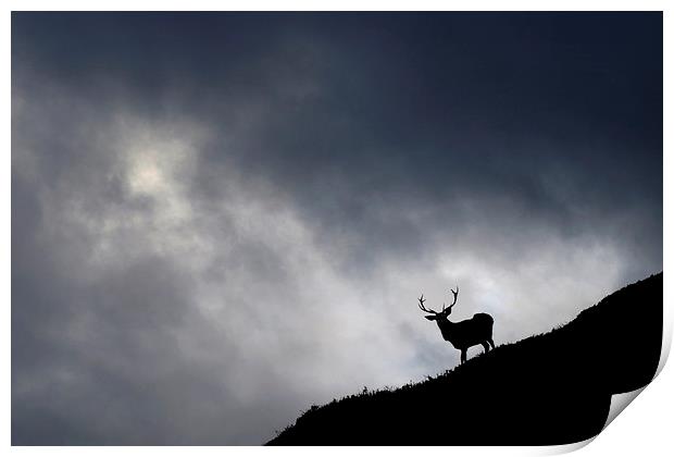   Stag silhouette Print by Macrae Images