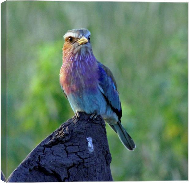Lilac Breasted Roller Canvas Print by Tony Murtagh