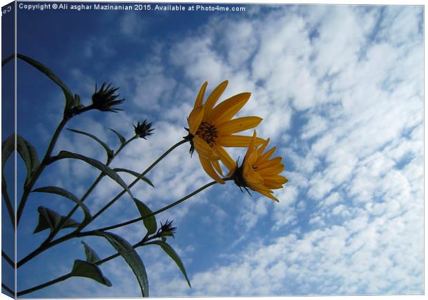  Going with the clouds, Canvas Print by Ali asghar Mazinanian