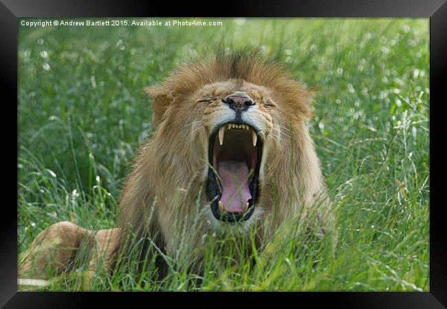  Male African Lion Framed Print by Andrew Bartlett