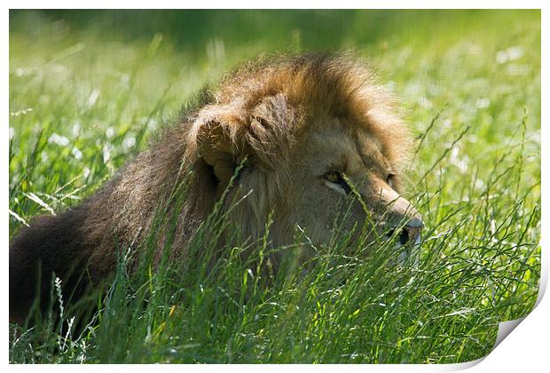  Male African Lion Print by Andrew Bartlett