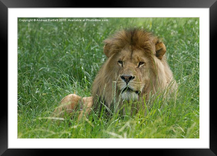 Male African Lion  Framed Mounted Print by Andrew Bartlett