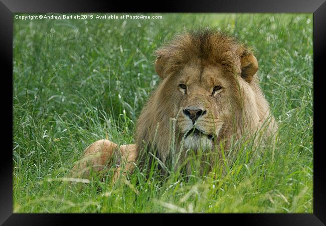 Male African Lion  Framed Print by Andrew Bartlett