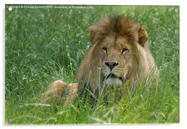 Male African Lion  Acrylic by Andrew Bartlett