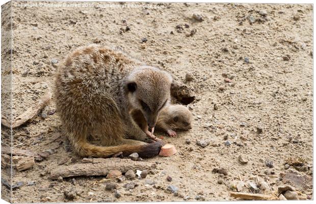 Young Meerkat and it's mother. Canvas Print by Andrew Bartlett