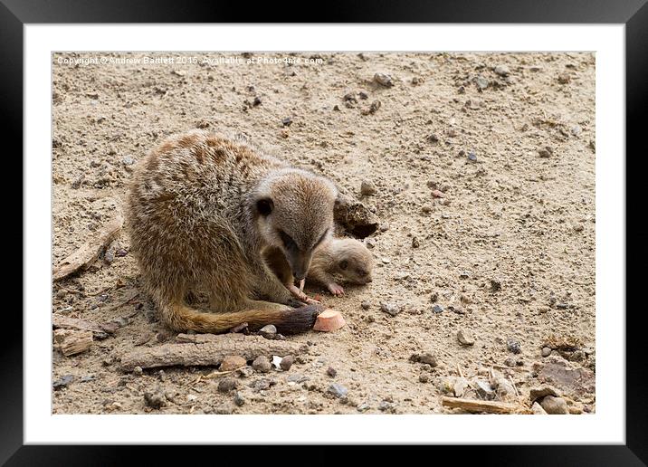 Young Meerkat and it's mother. Framed Mounted Print by Andrew Bartlett