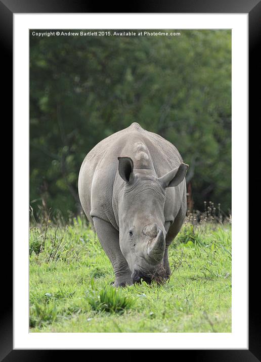  Southern White Rhino Framed Mounted Print by Andrew Bartlett