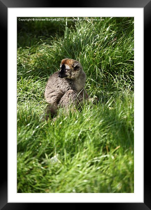  Red Fronted Lemur Framed Mounted Print by Andrew Bartlett