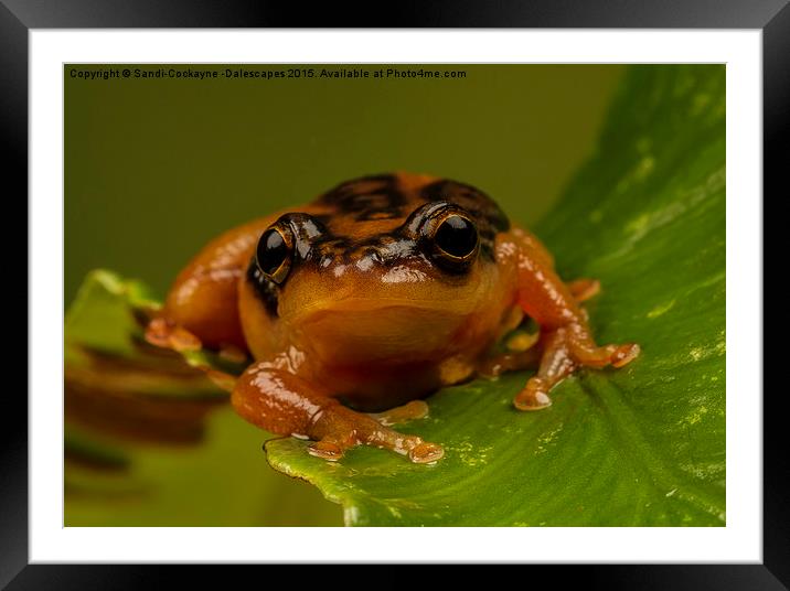  Golden Sedge Reed Frog Framed Mounted Print by Sandi-Cockayne ADPS