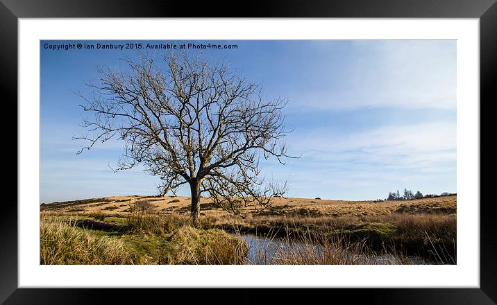  Dartmoor Tree Framed Mounted Print by Ian Danbury