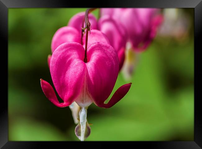 Bleeding Heart   Framed Print by chris smith