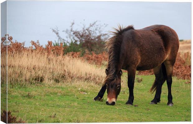 Exmoor pony rare breed  Canvas Print by chris smith