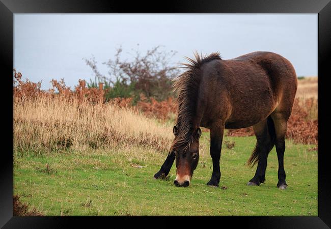 Exmoor pony rare breed  Framed Print by chris smith