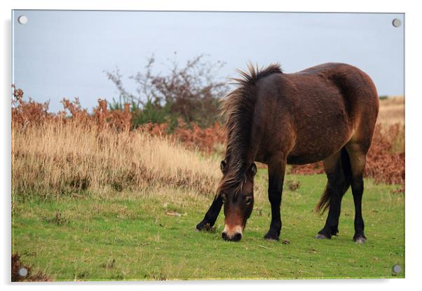 Exmoor pony rare breed  Acrylic by chris smith