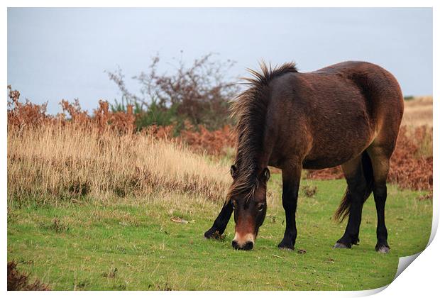 Exmoor pony rare breed  Print by chris smith