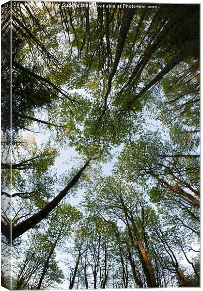  Forest Canopy Canvas Print by Stephen Suddes