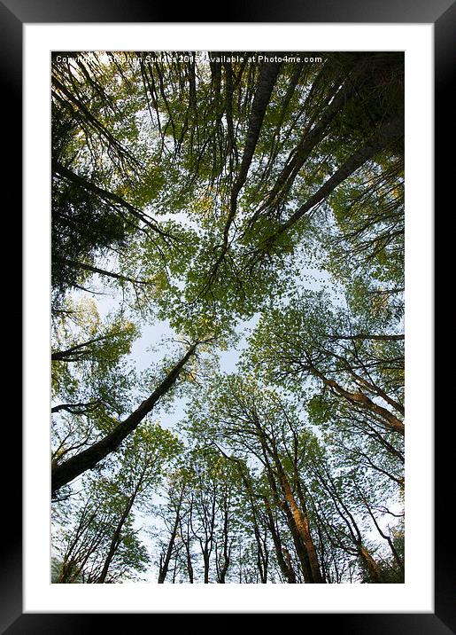  Forest Canopy Framed Mounted Print by Stephen Suddes