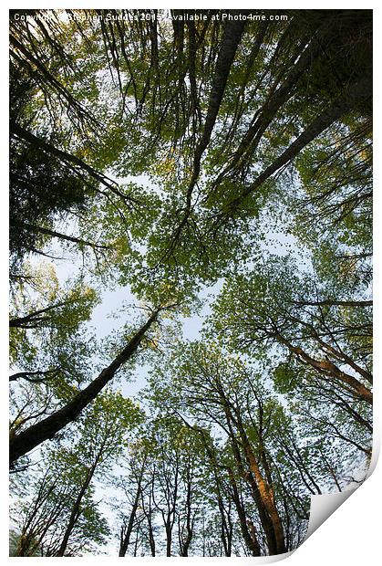  Forest Canopy Print by Stephen Suddes