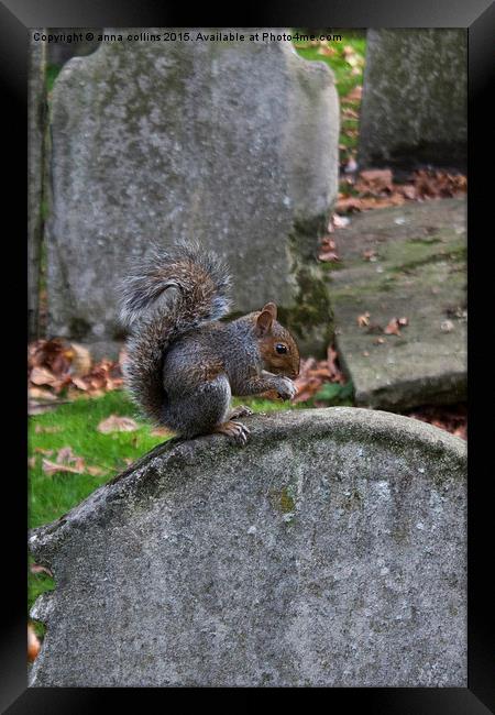  Graveyard Squirrel Framed Print by anna collins