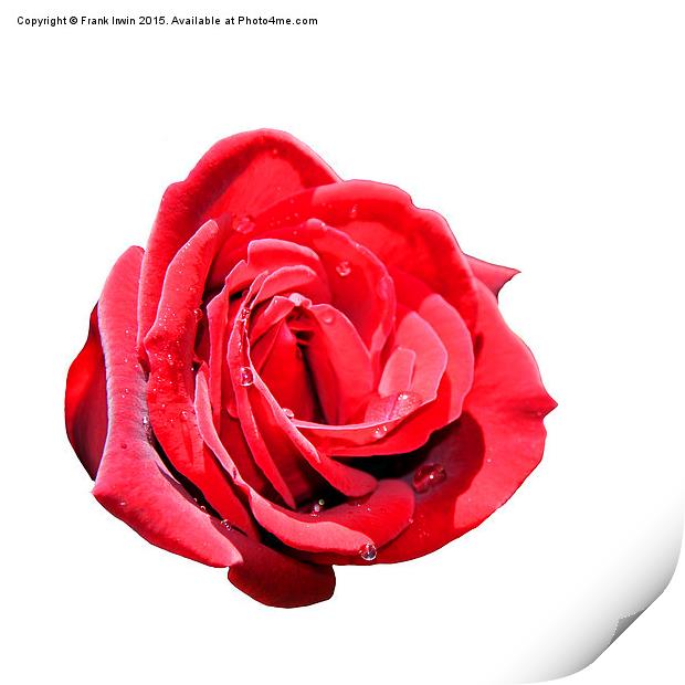  A beautiful Red "Hybrid Tea" rose Print by Frank Irwin