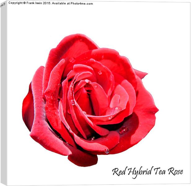 A beautiful Red "Hybrid Tea" rose Canvas Print by Frank Irwin