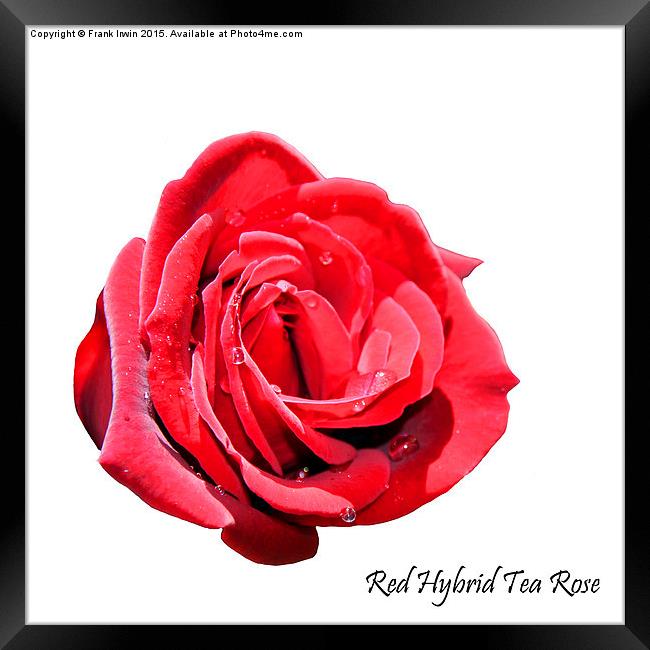 A beautiful Red "Hybrid Tea" rose Framed Print by Frank Irwin