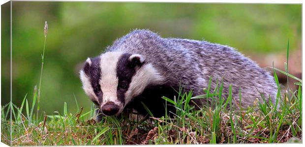   Badger Canvas Print by Macrae Images