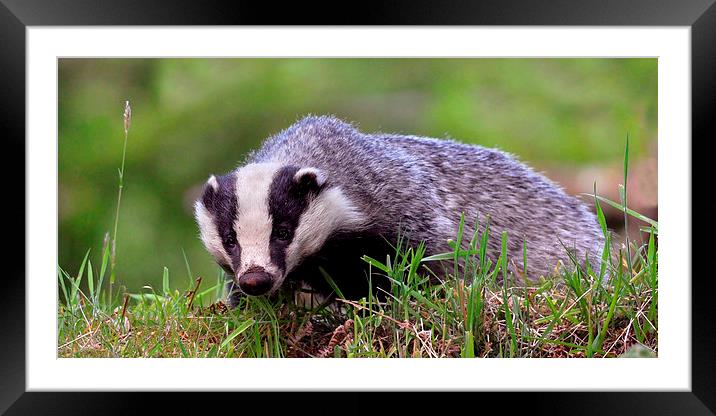   Badger Framed Mounted Print by Macrae Images