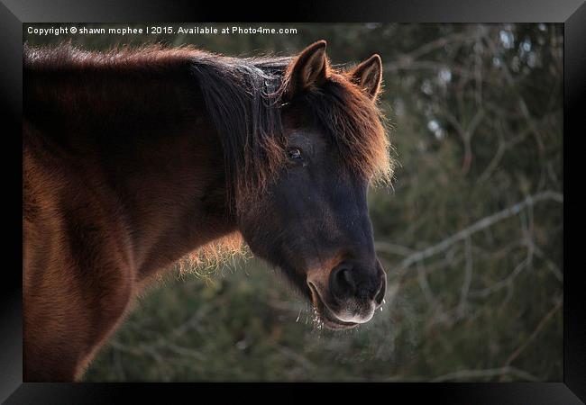  This is my good side Framed Print by shawn mcphee I