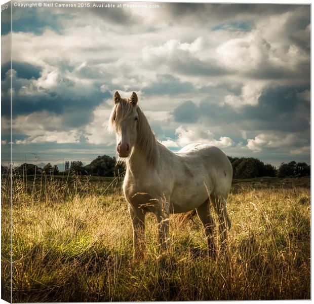  White Horse of Figham  Canvas Print by Neil Cameron