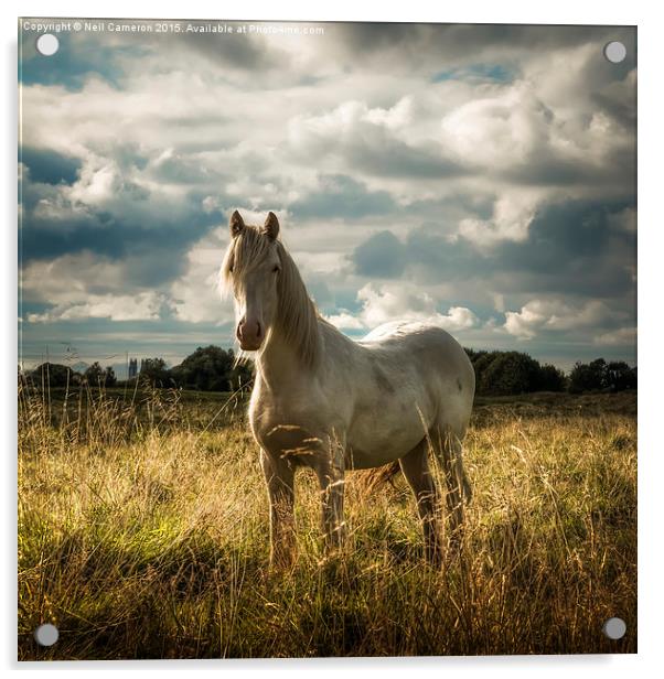  White Horse of Figham  Acrylic by Neil Cameron