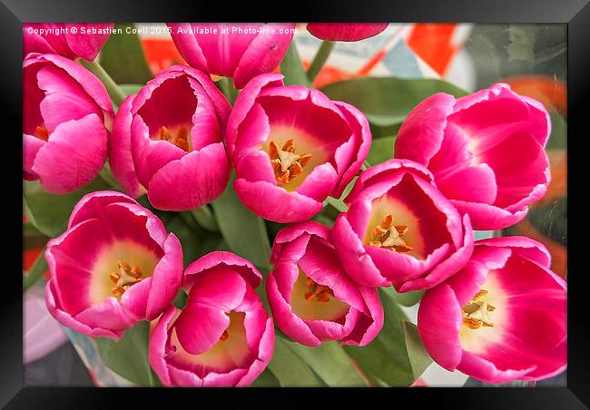 easter tulips Framed Print by Sebastien Coell