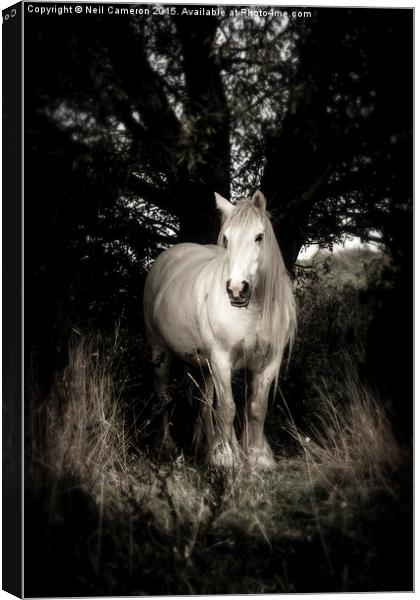 White horse Canvas Print by Neil Cameron