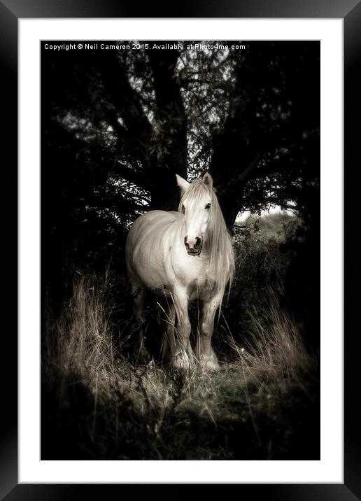 White horse Framed Mounted Print by Neil Cameron