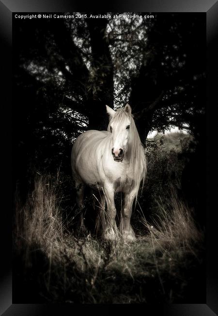 White horse Framed Print by Neil Cameron