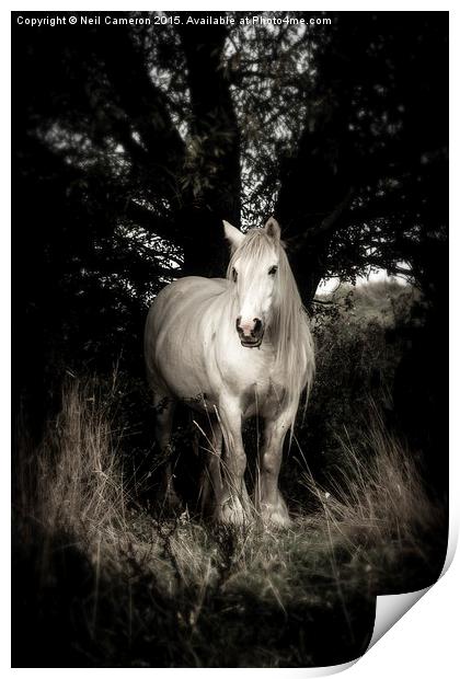White horse Print by Neil Cameron