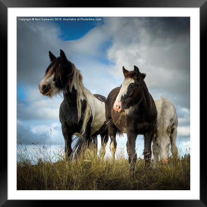  Wild Ponies  Framed Mounted Print by Neil Cameron