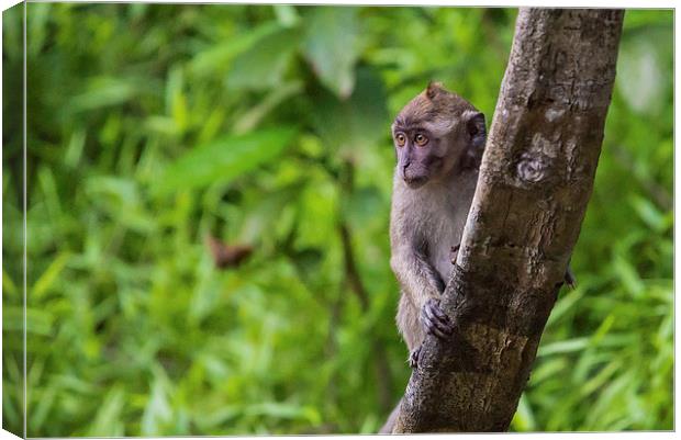  Long Tailed Macaque Canvas Print by Lee Wilson