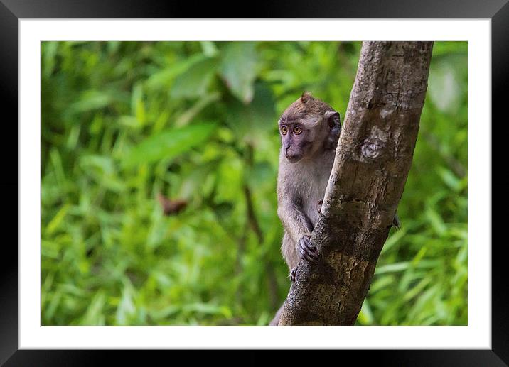  Long Tailed Macaque Framed Mounted Print by Lee Wilson