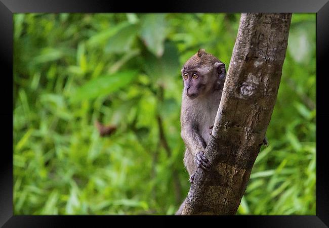  Long Tailed Macaque Framed Print by Lee Wilson