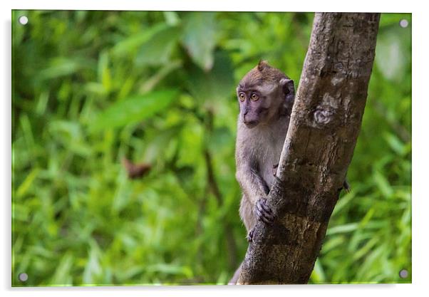  Long Tailed Macaque Acrylic by Lee Wilson