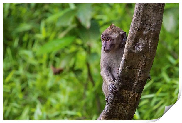  Long Tailed Macaque Print by Lee Wilson
