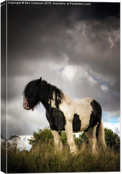  The Wild Pony Canvas Print by Neil Cameron
