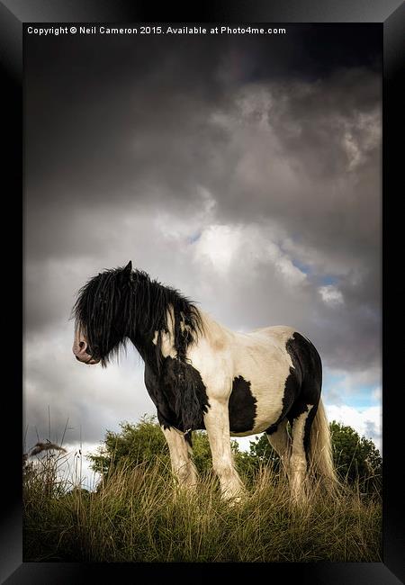  The Wild Pony Framed Print by Neil Cameron